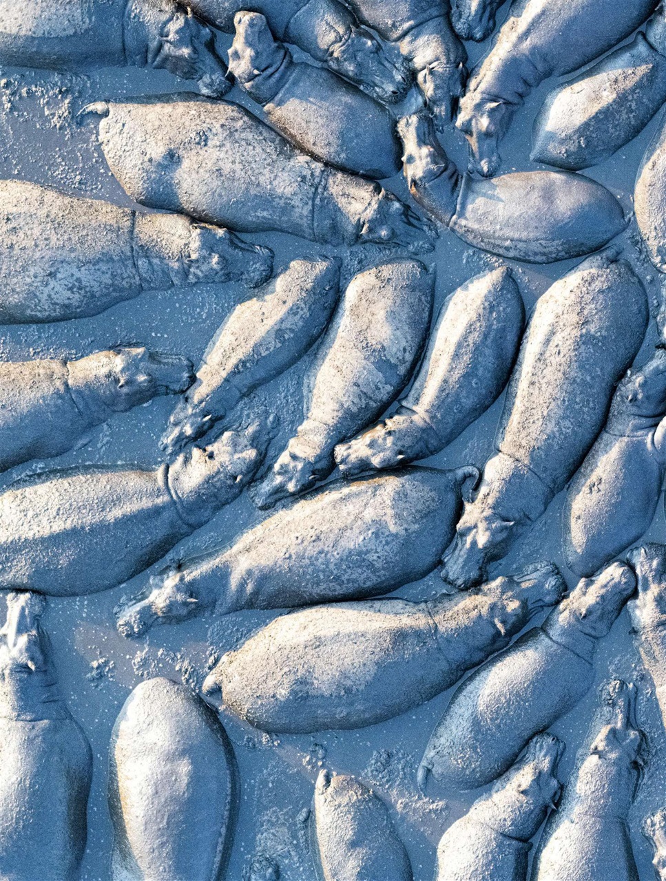 BBC Wildlife Magazine Preview Pages