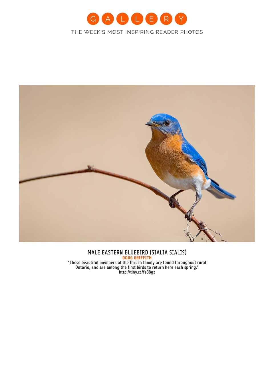 Photography Week Preview Pages