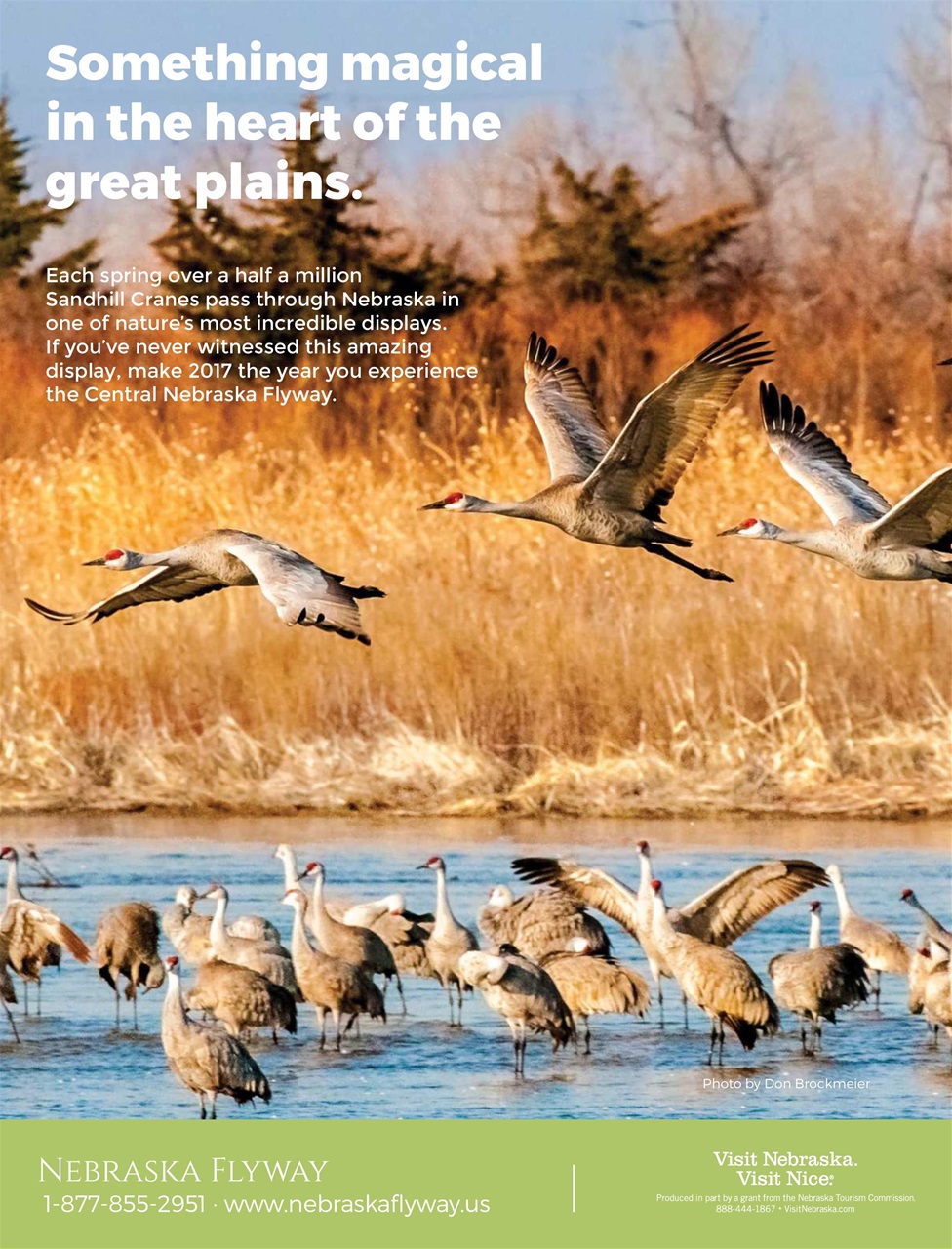BirdWatching Preview Pages