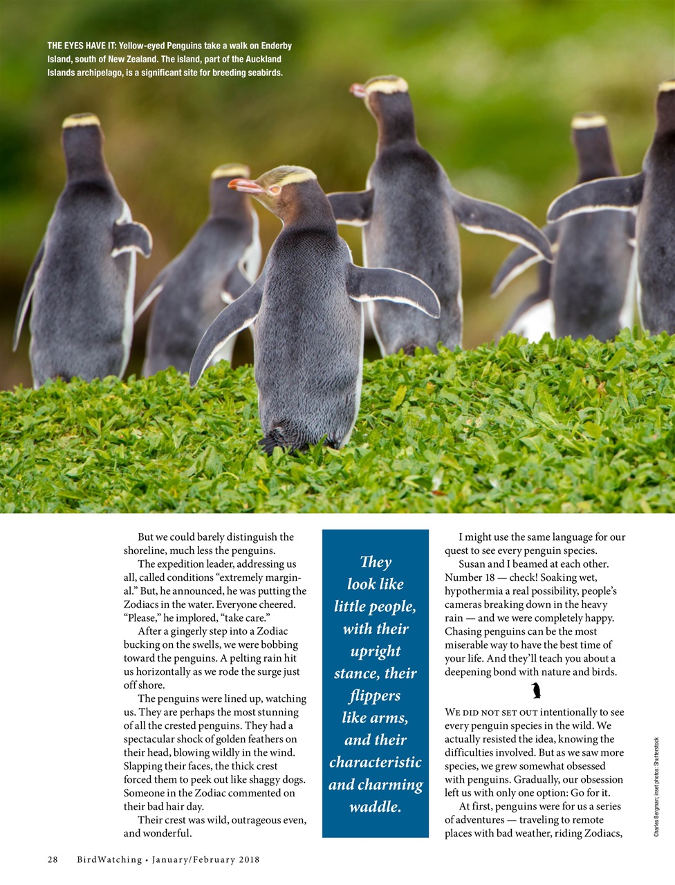 BirdWatching Preview Pages