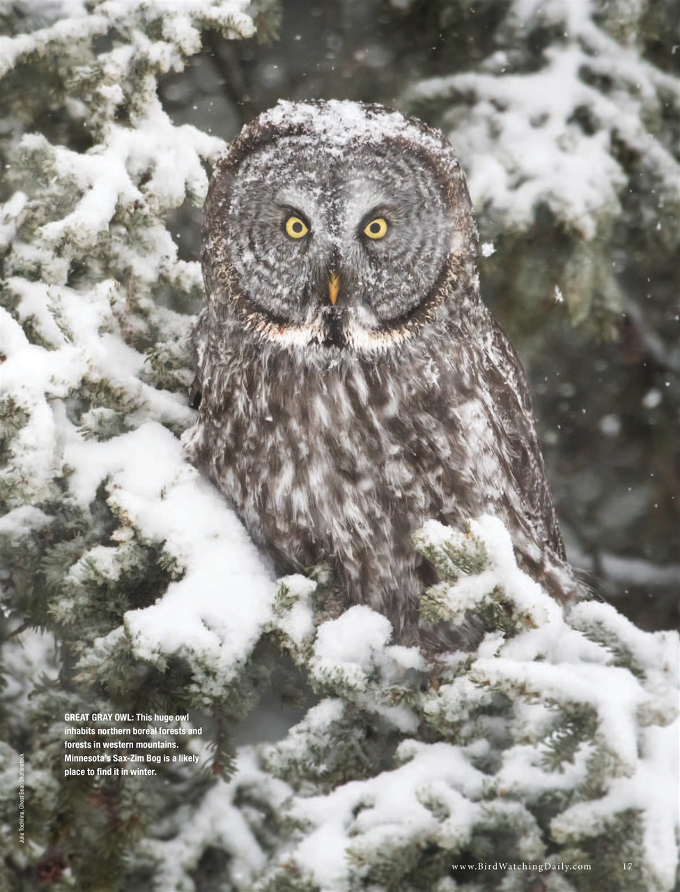 BirdWatching Preview Pages