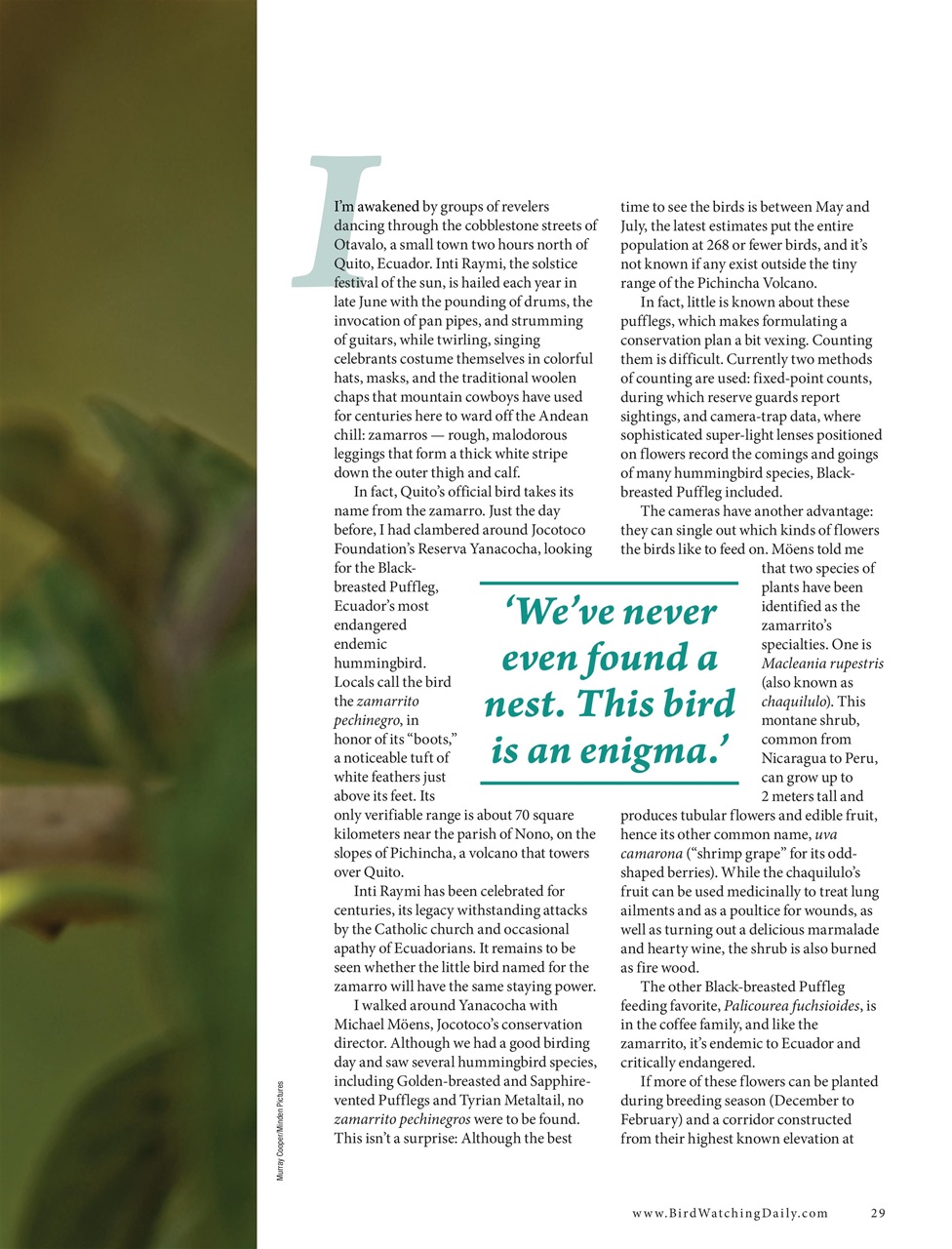 BirdWatching Preview Pages