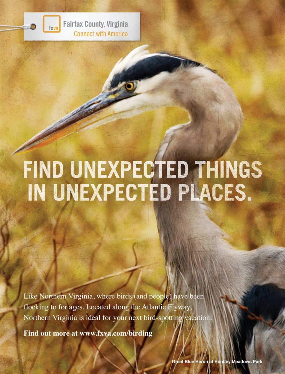 BirdWatching Preview Pages