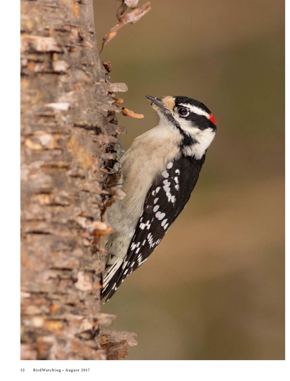 BirdWatching Preview Pages