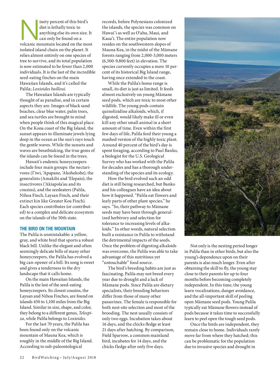 BirdWatching Preview Pages