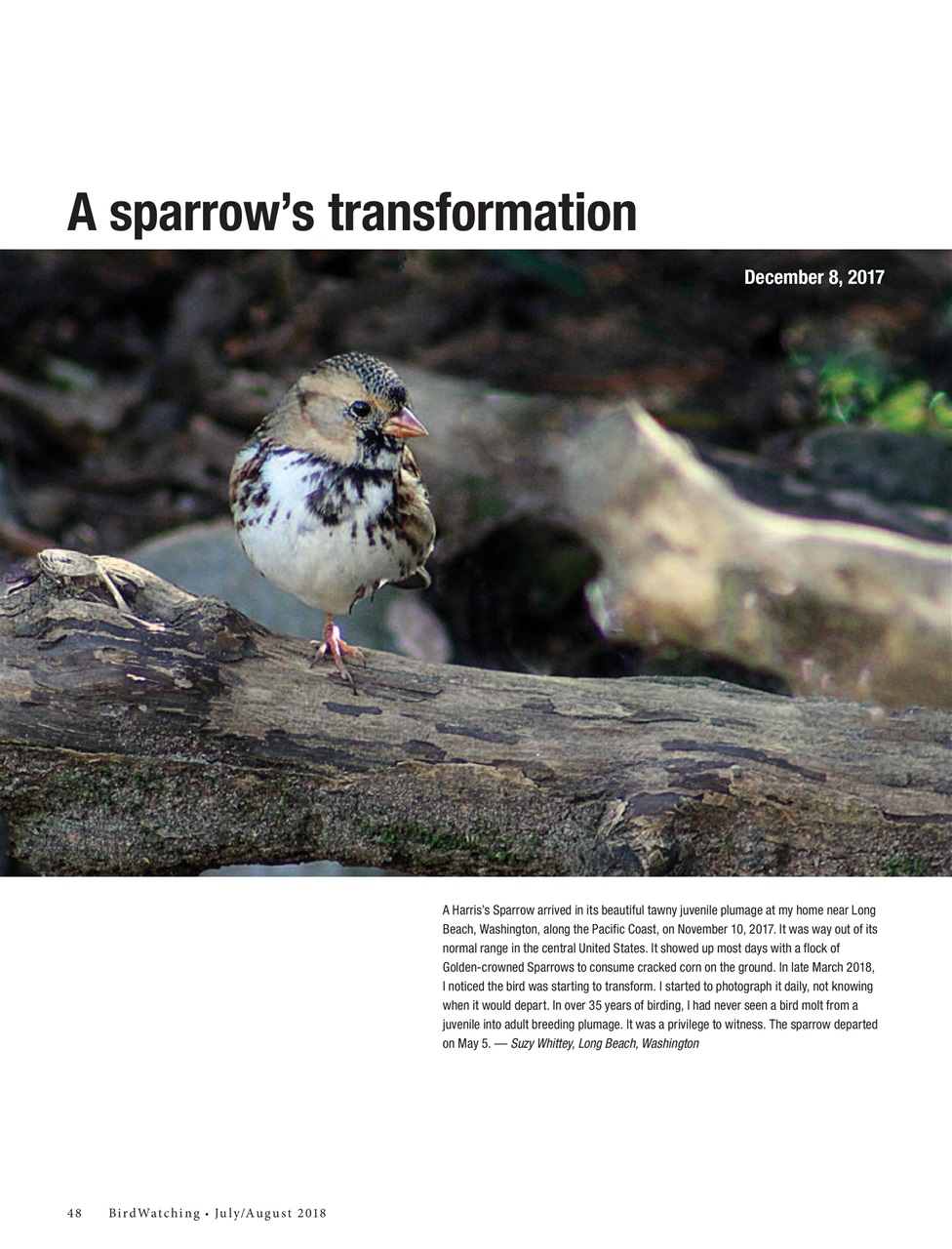 BirdWatching Preview Pages