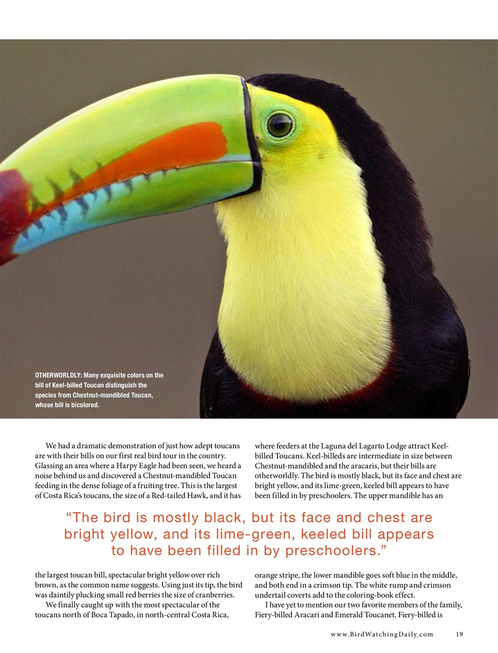 BirdWatching Preview Pages