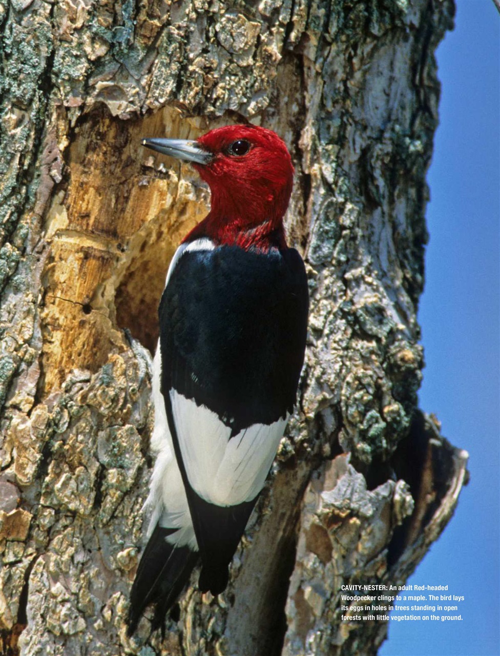 BirdWatching Preview Pages