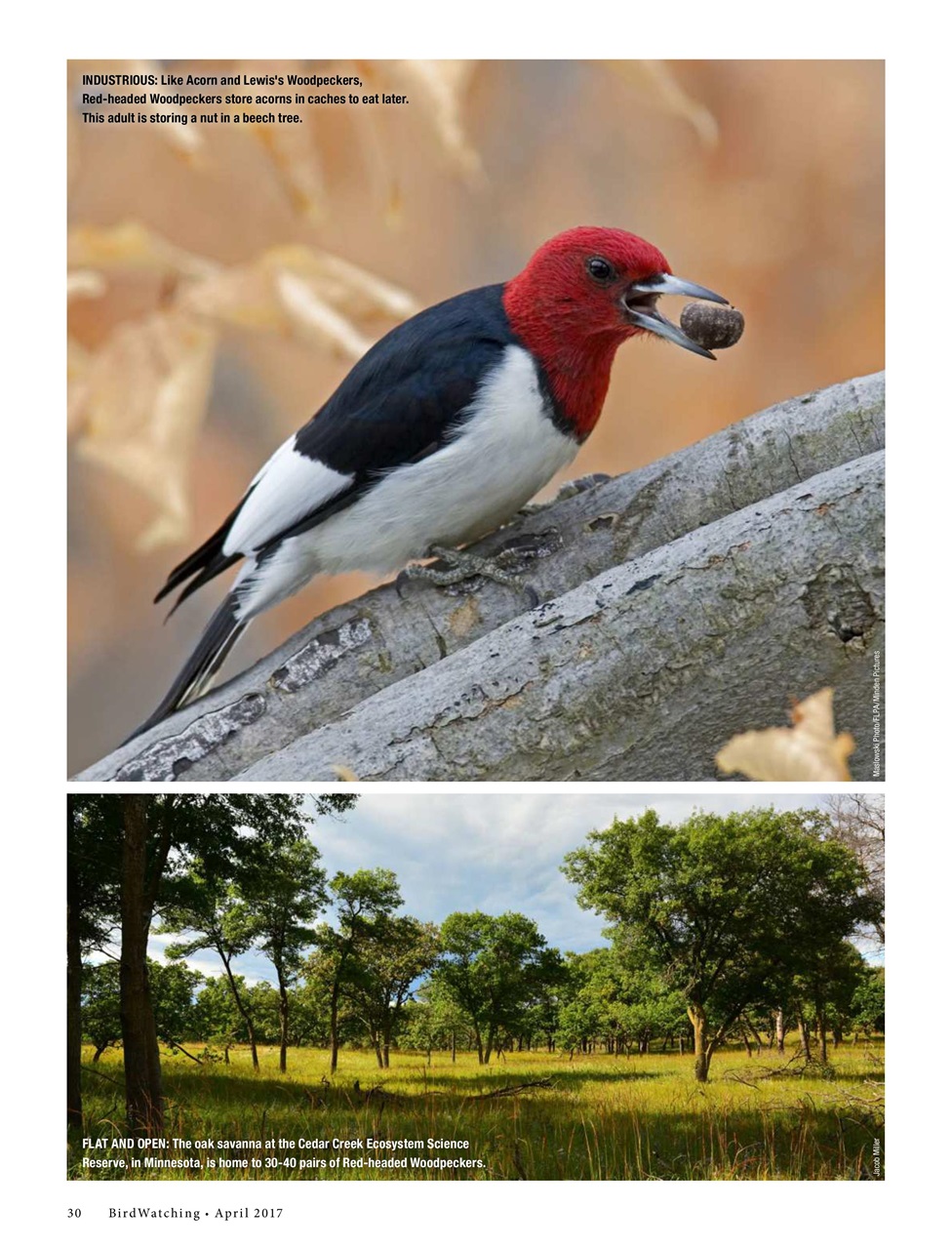 BirdWatching Preview Pages