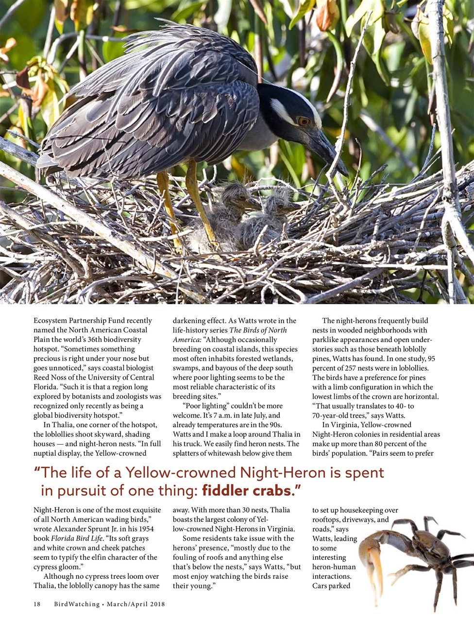 BirdWatching Preview Pages