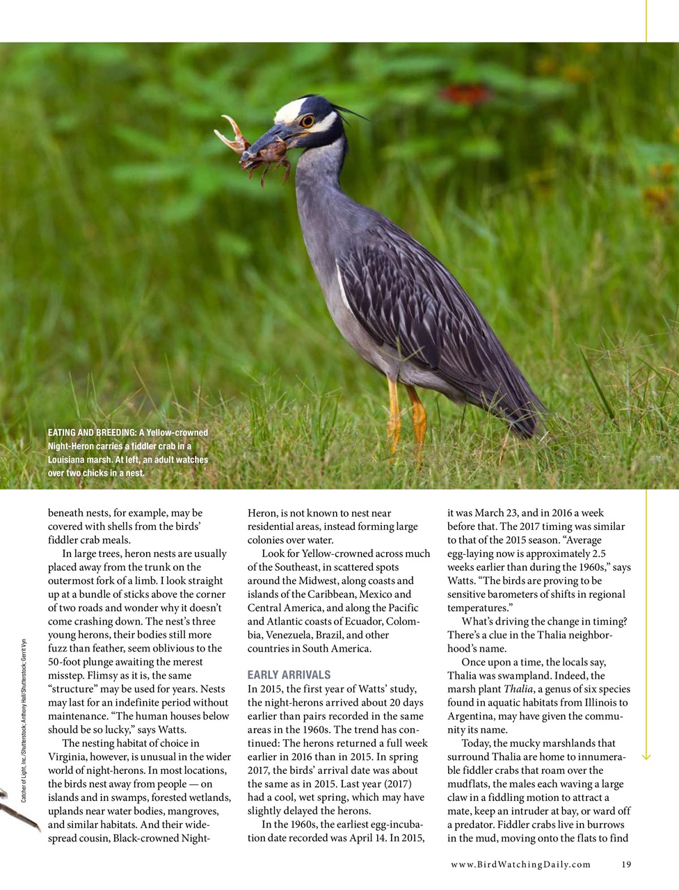 BirdWatching Preview Pages