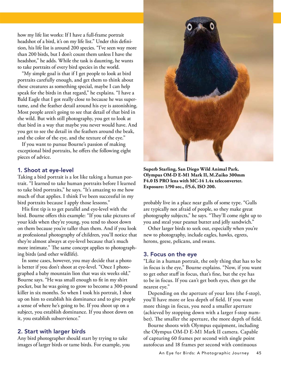 BirdWatching Preview Pages