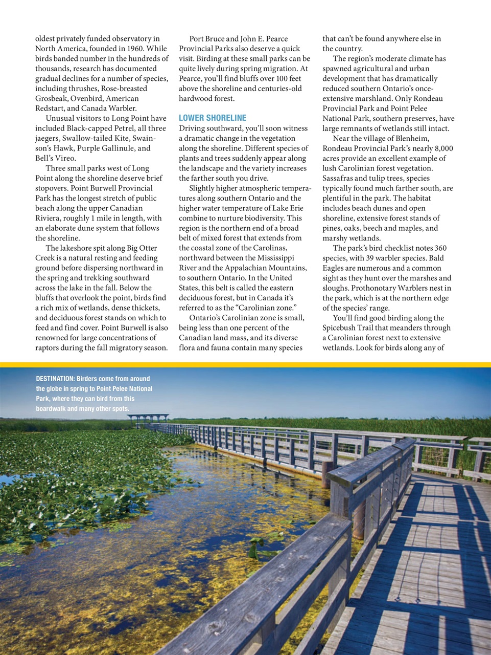 BirdWatching Preview Pages