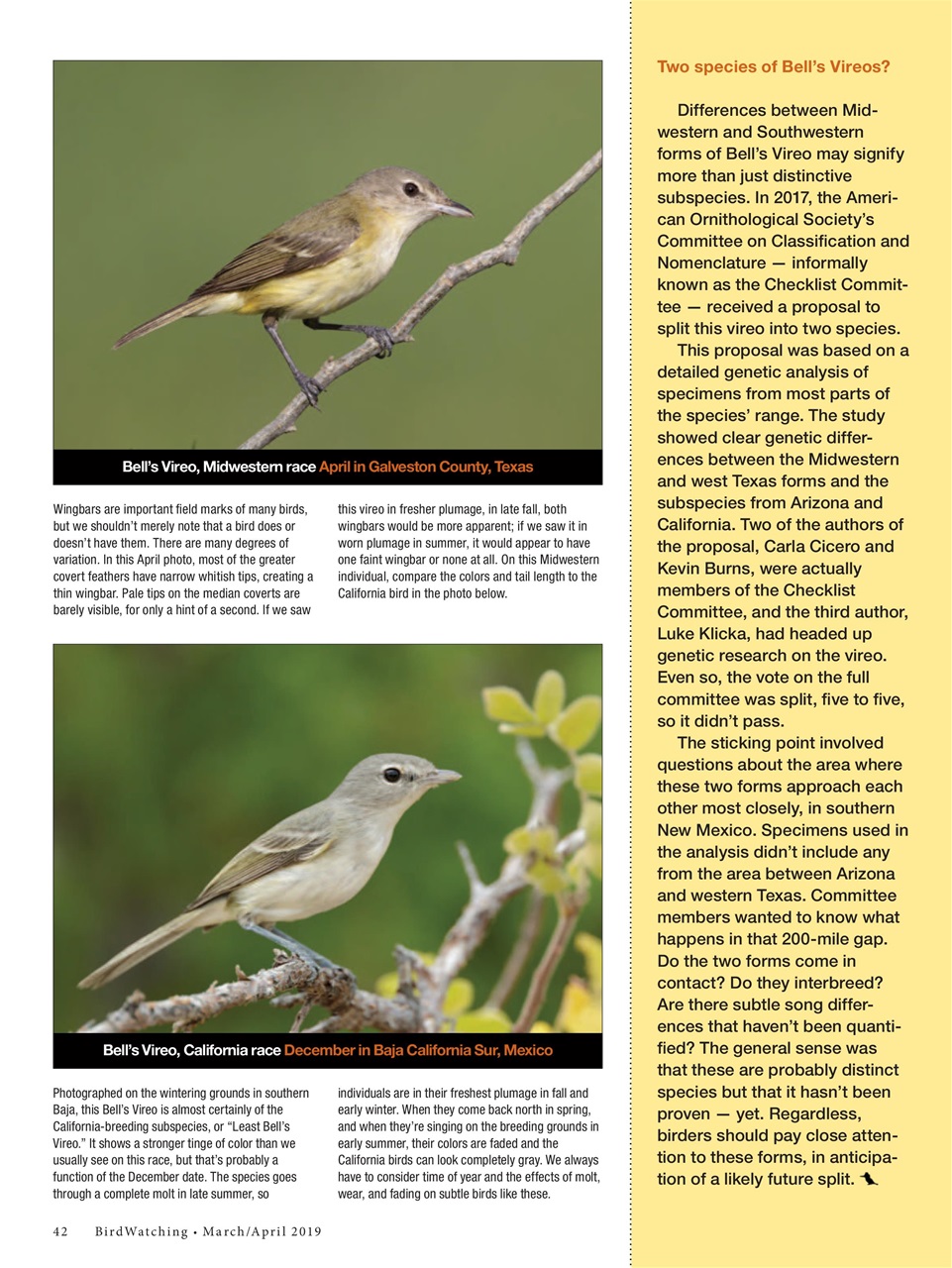 BirdWatching Preview Pages