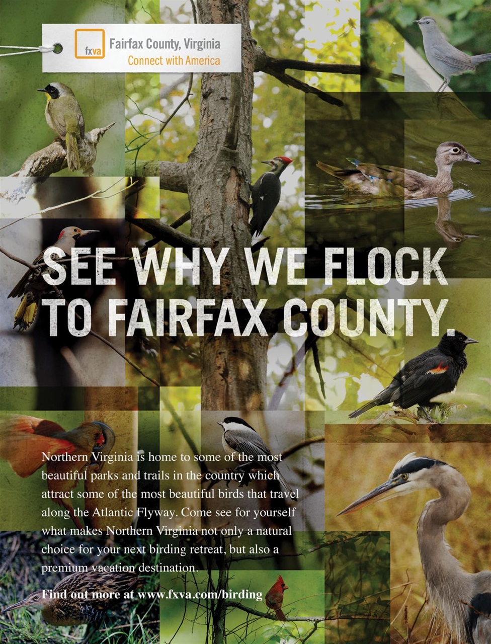 BirdWatching Preview Pages