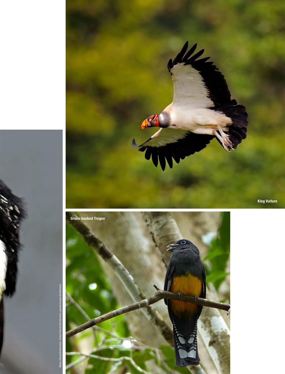 BirdWatching Preview Pages