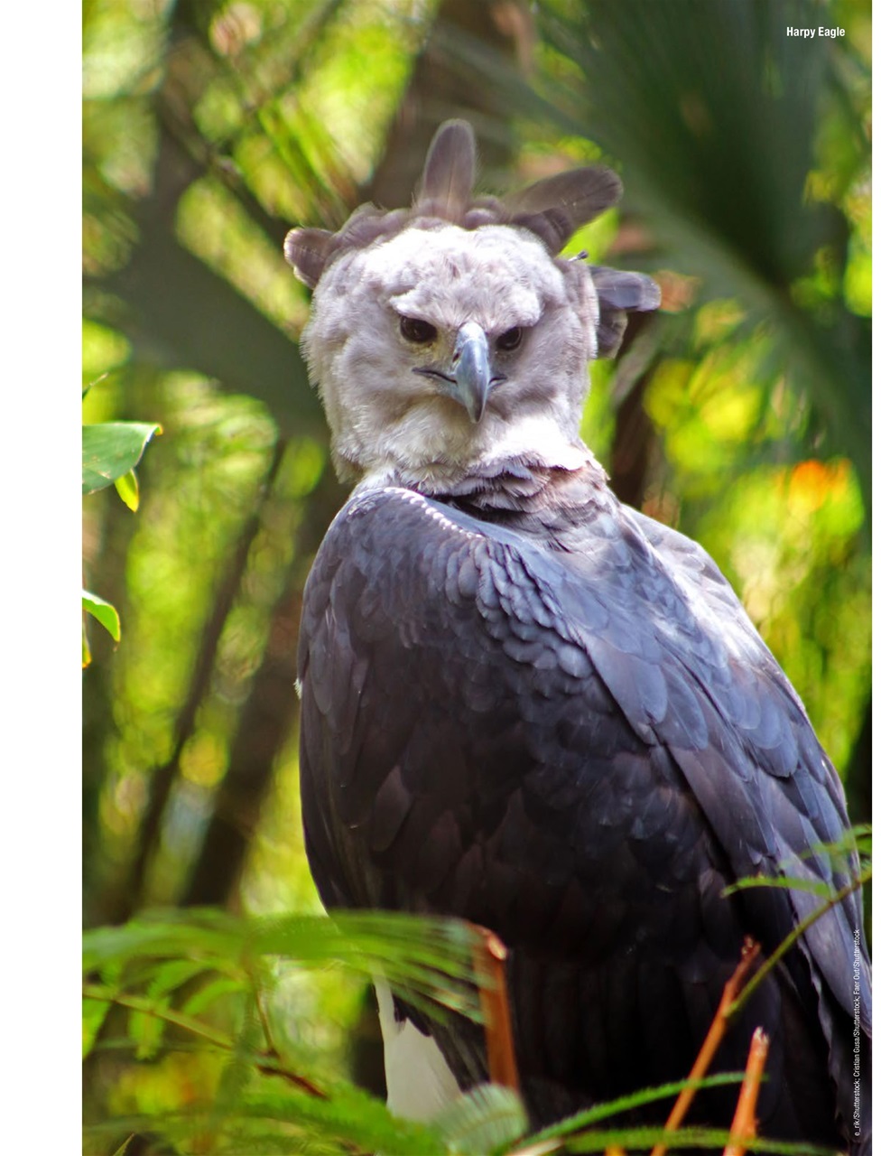 BirdWatching Preview Pages