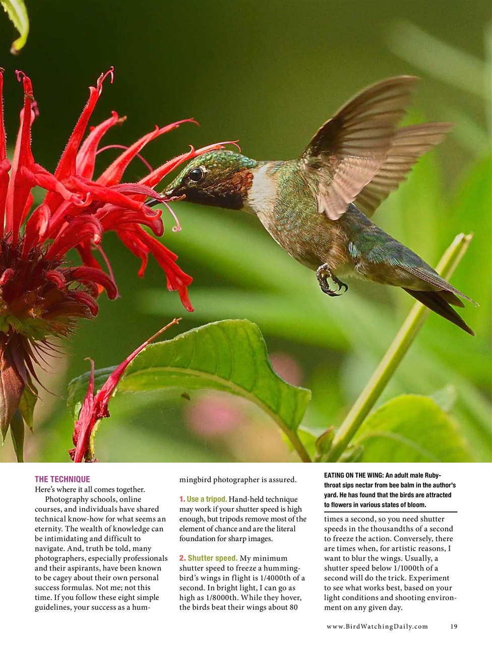 BirdWatching Preview Pages