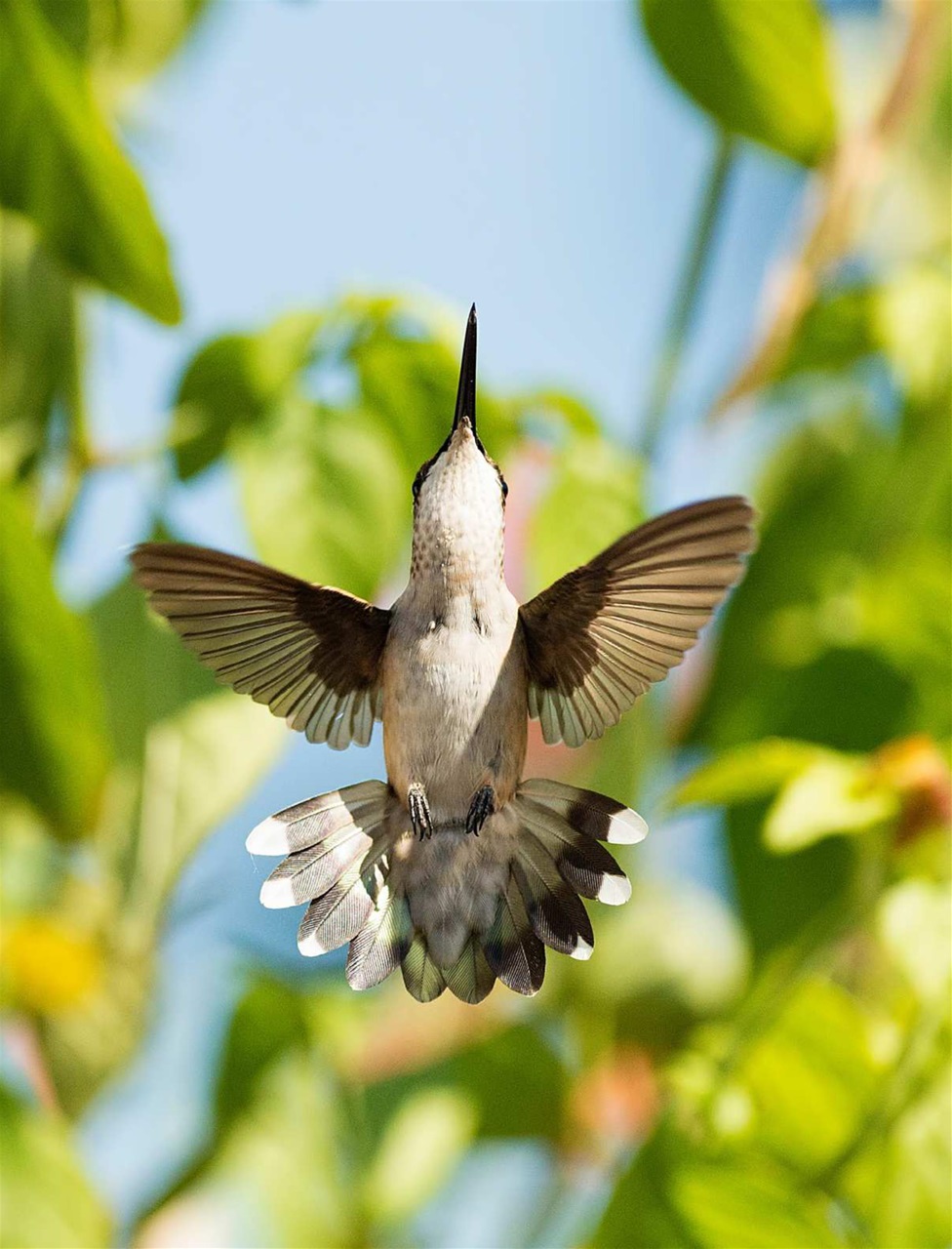 BirdWatching Preview Pages