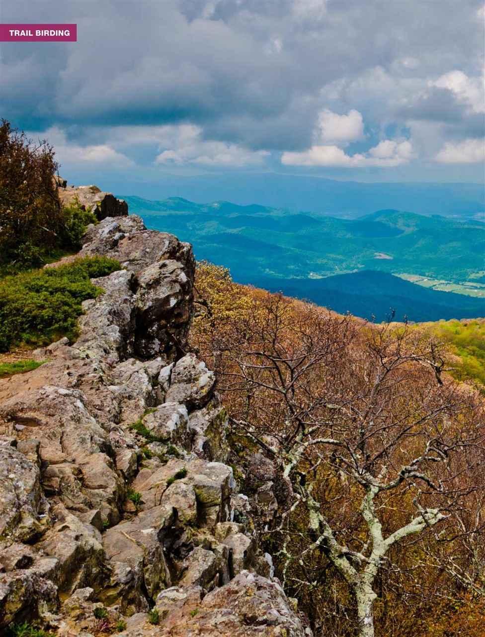 BirdWatching Preview Pages