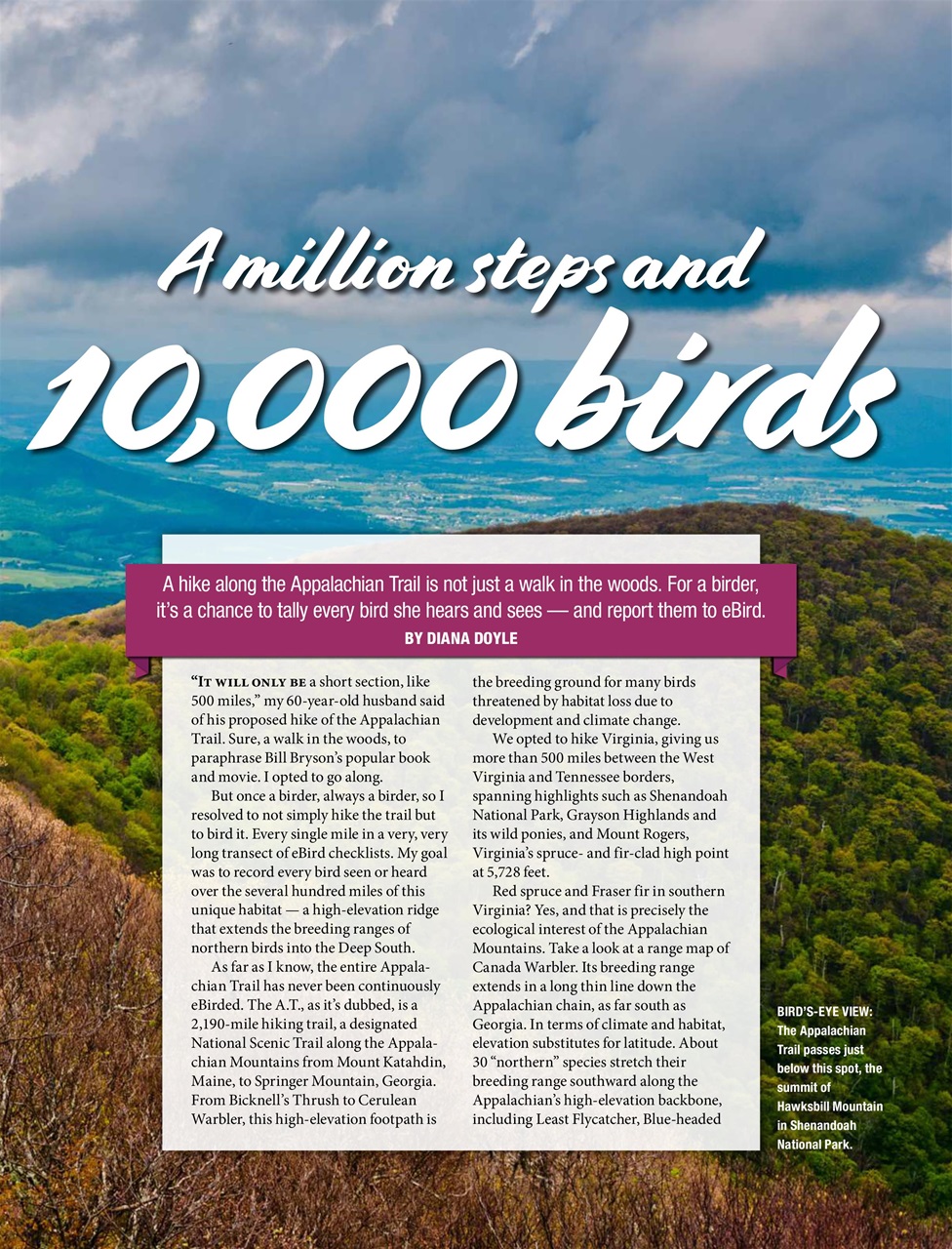 BirdWatching Preview Pages