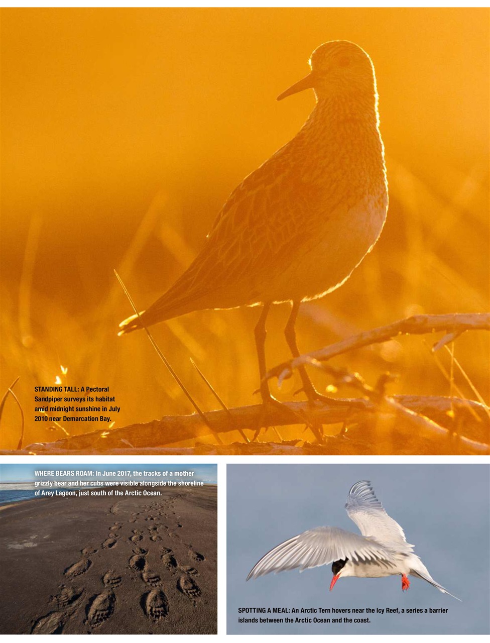 BirdWatching Preview Pages