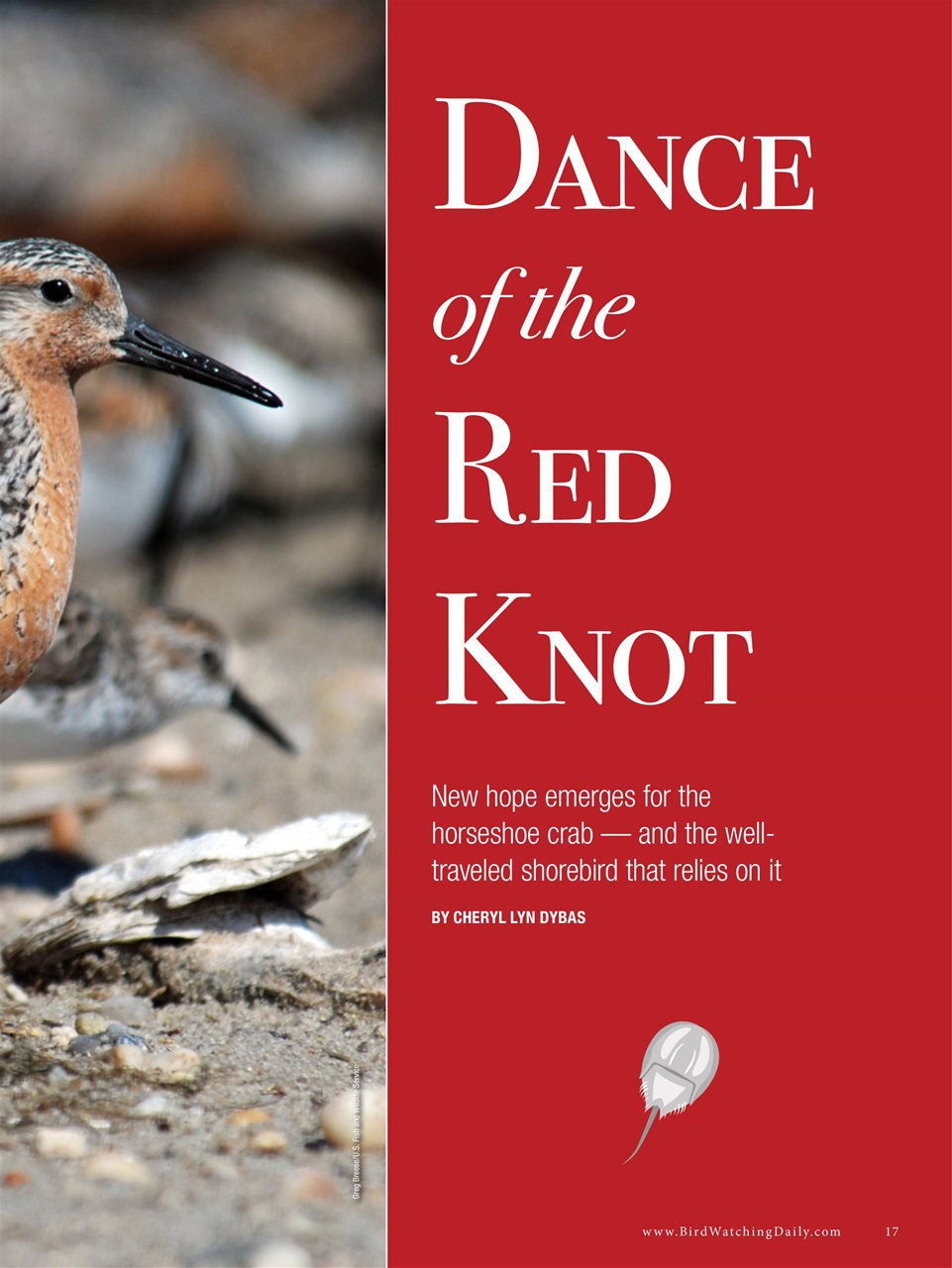 BirdWatching Preview Pages