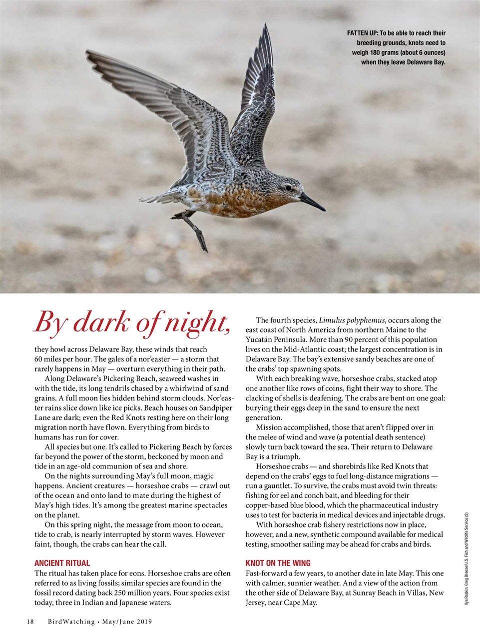 BirdWatching Preview Pages