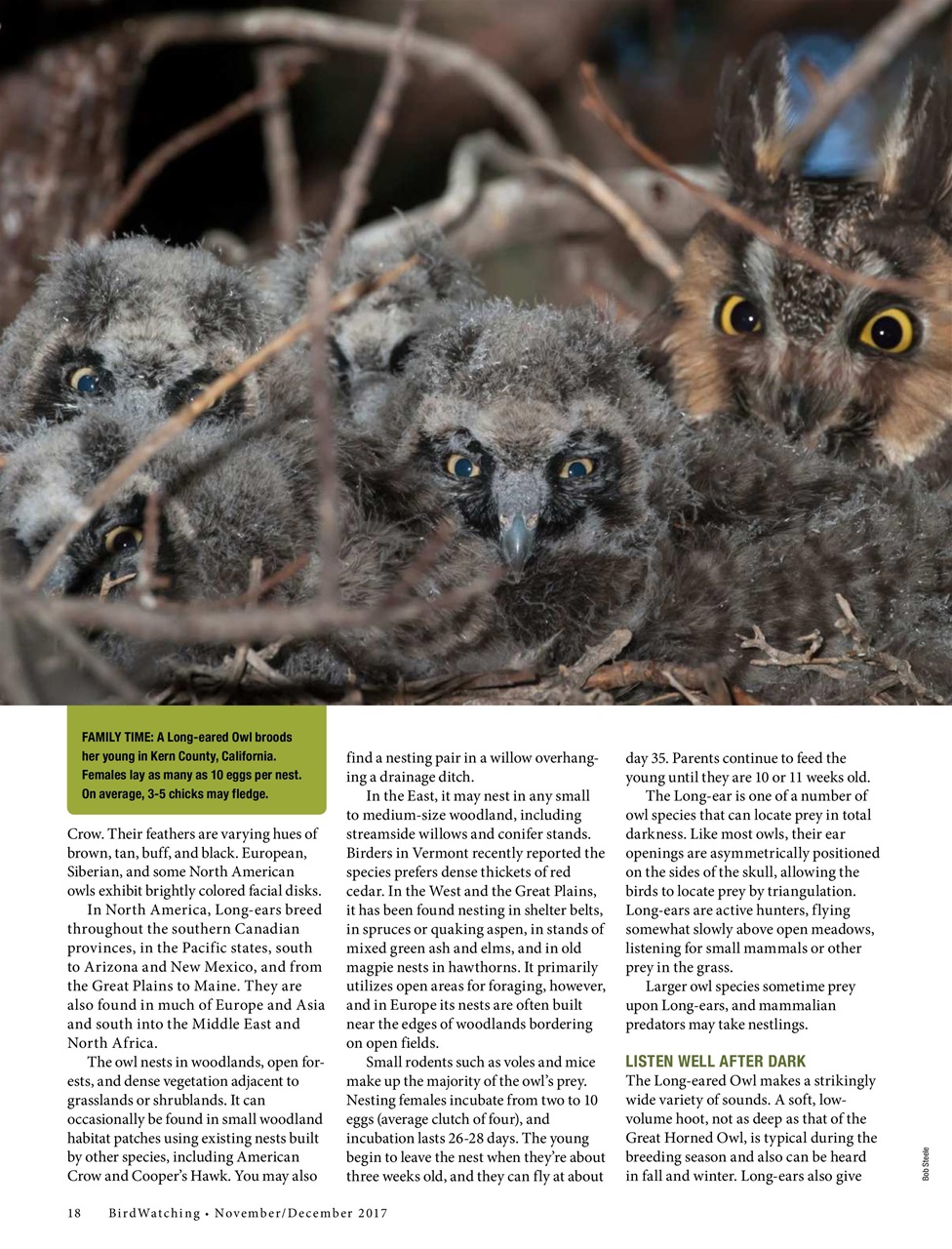 BirdWatching Preview Pages