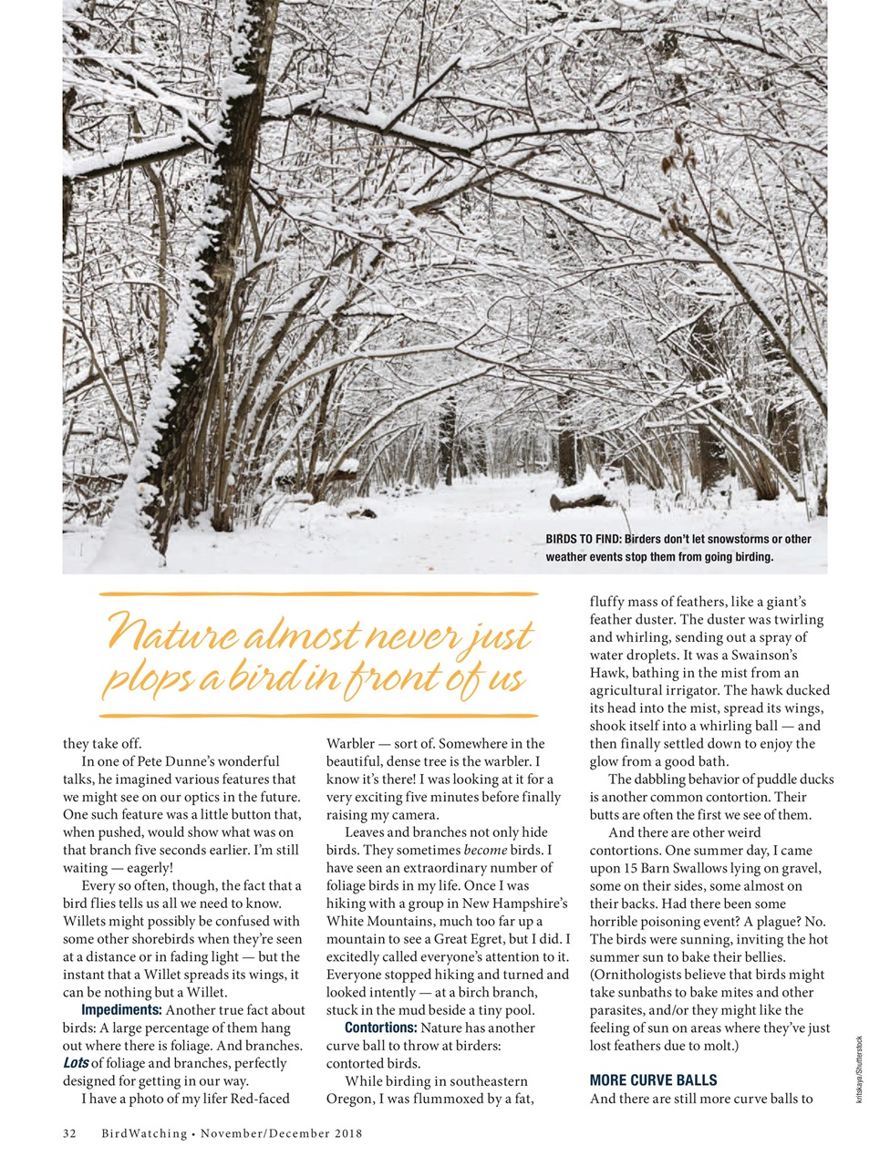 BirdWatching Preview Pages