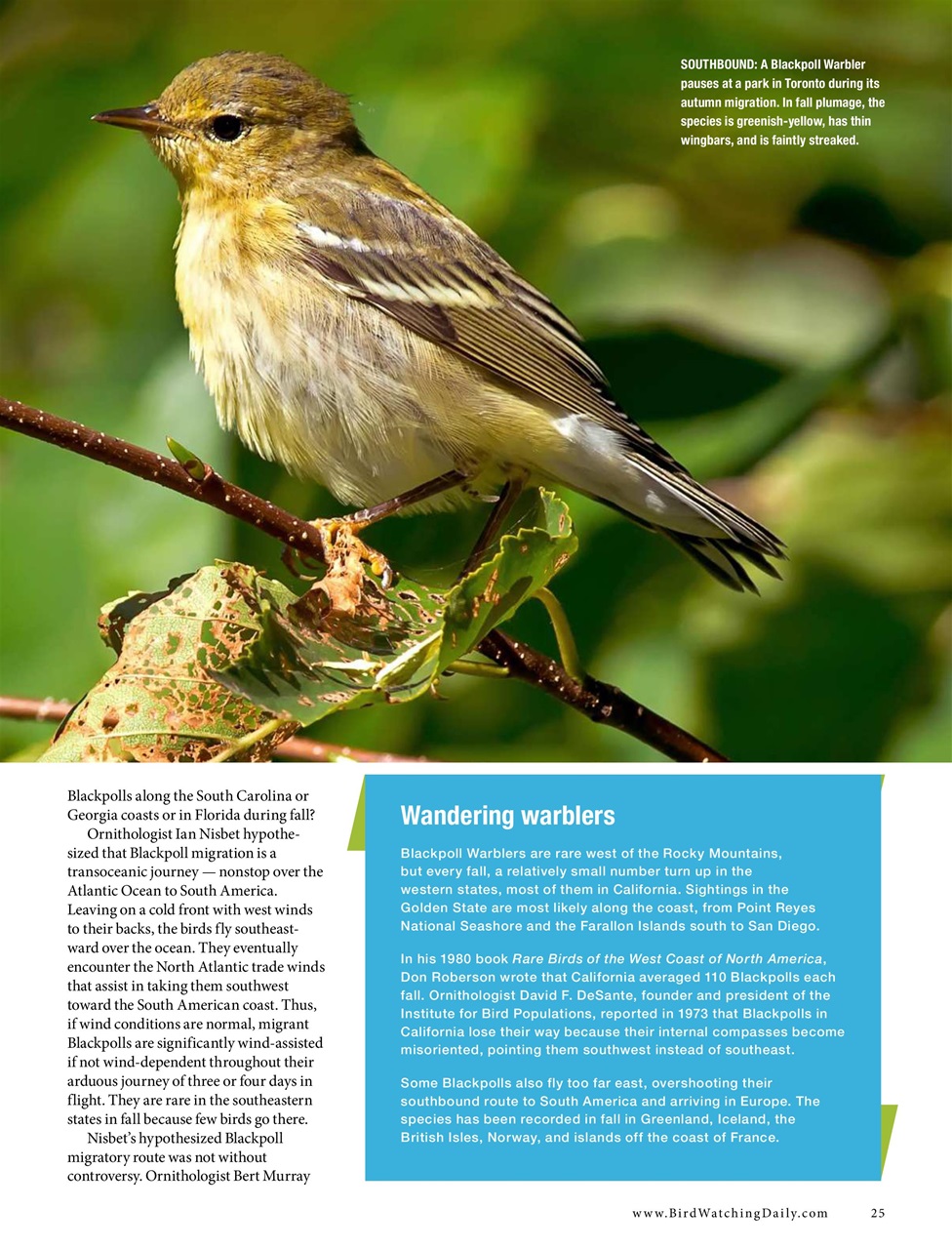 BirdWatching Preview Pages