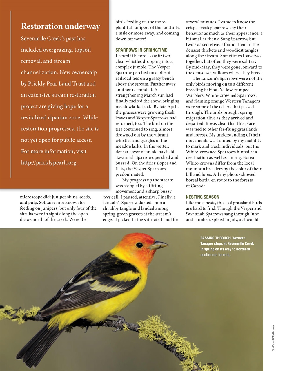 BirdWatching Preview Pages