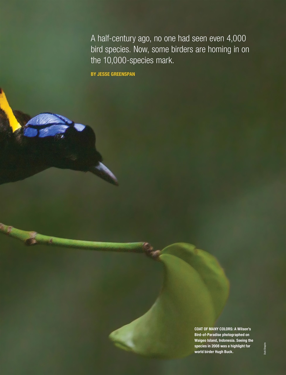 BirdWatching Preview Pages