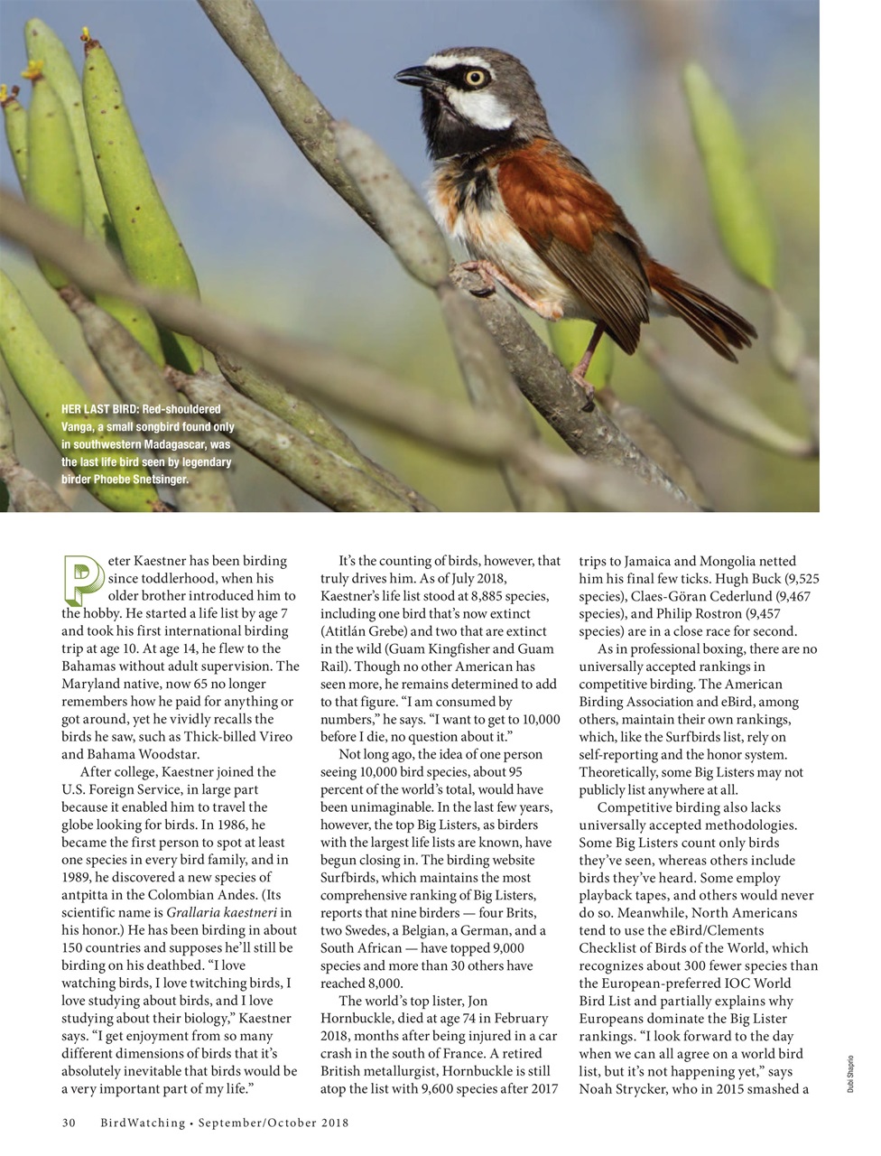 BirdWatching Preview Pages