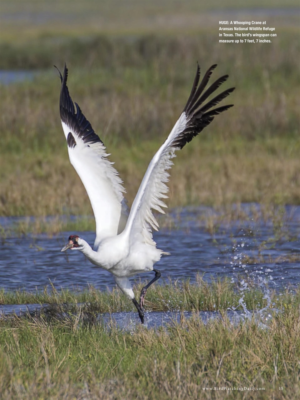 BirdWatching Preview Pages