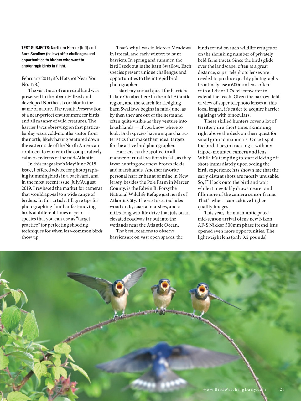 BirdWatching Preview Pages