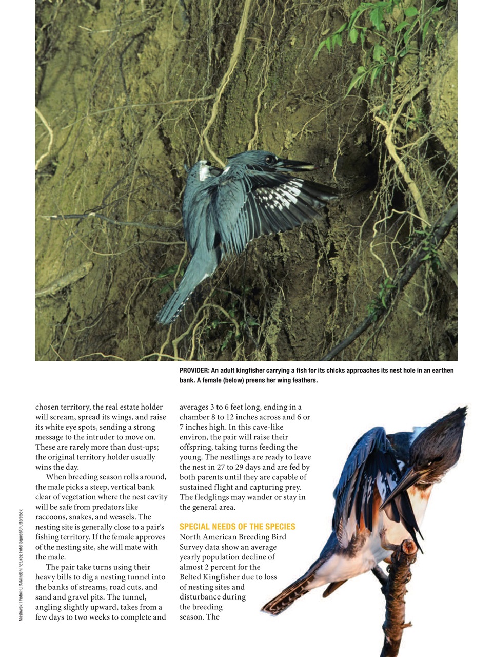 BirdWatching Preview Pages