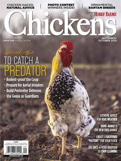 Chickens Magazine issue 