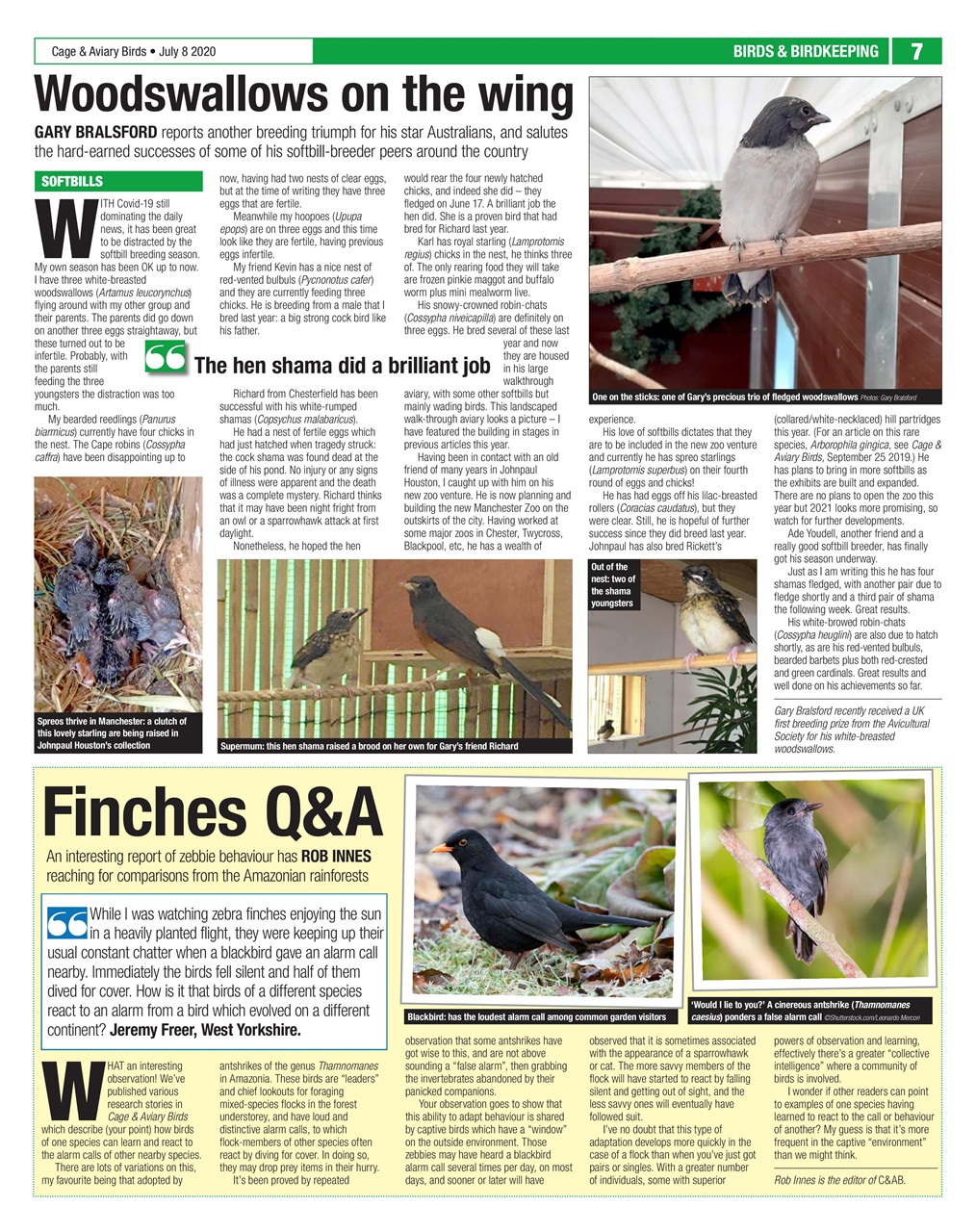 Cage & Aviary Birds Preview Pages