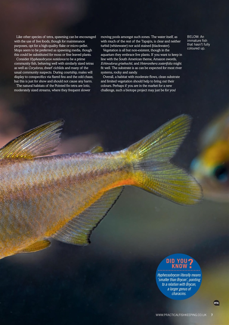 Practical Fishkeeping Preview Pages