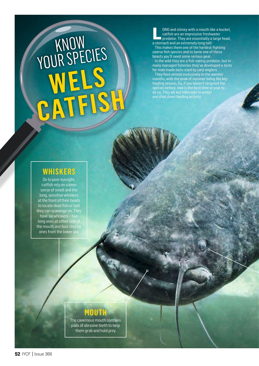 Improve Your Coarse Fishing Preview Pages