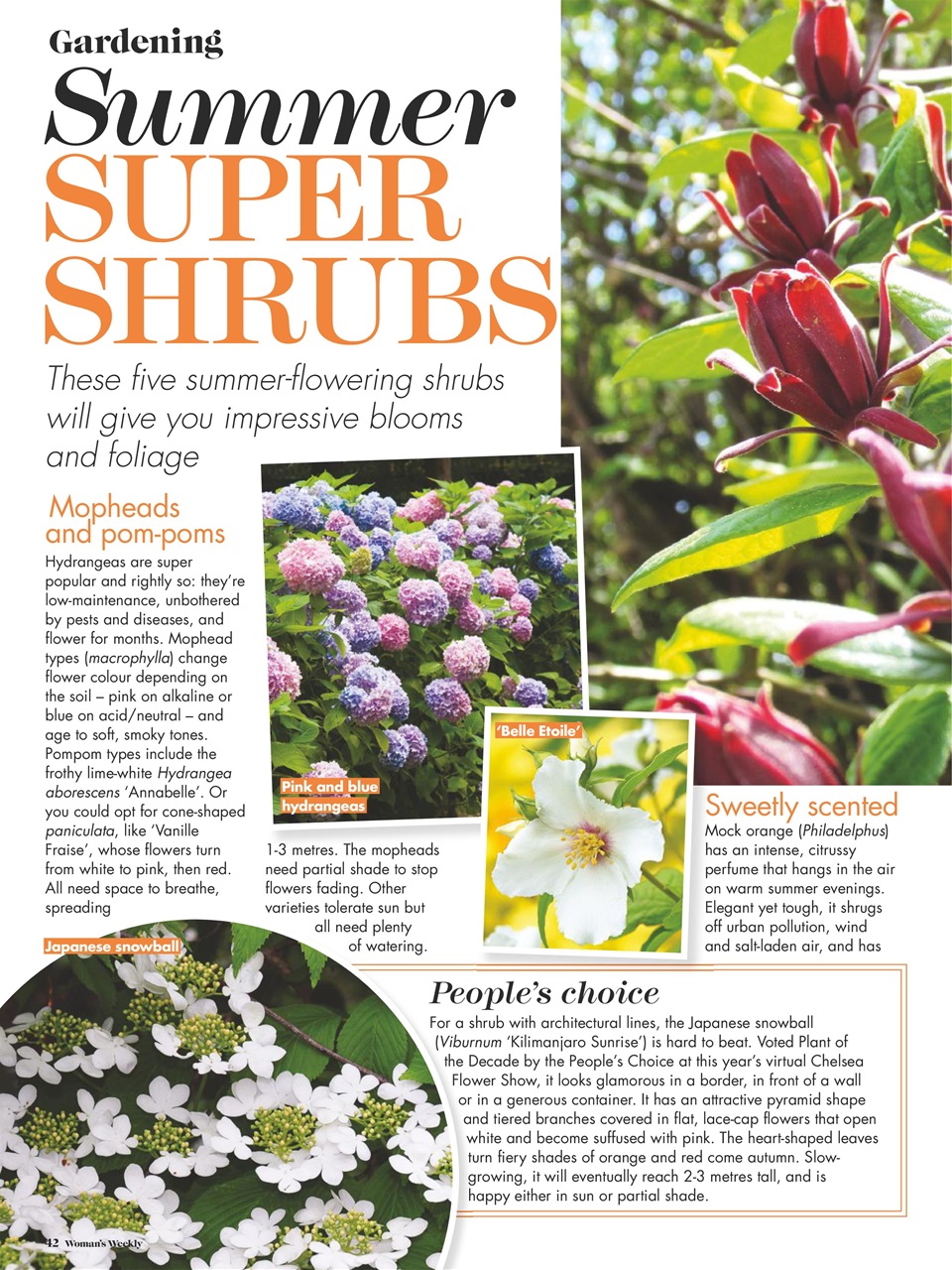 Woman's Weekly Preview Pages