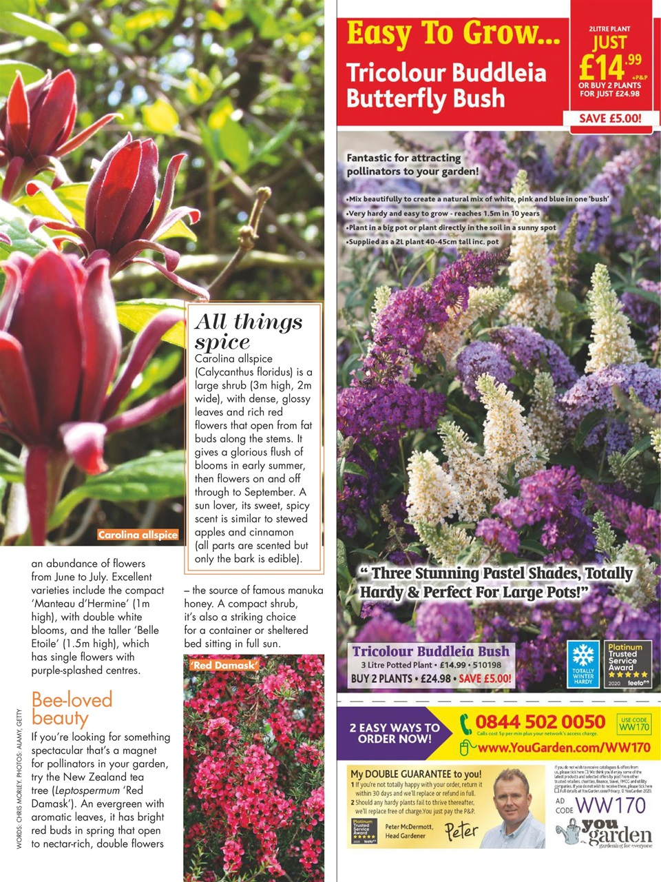 Woman's Weekly Preview Pages