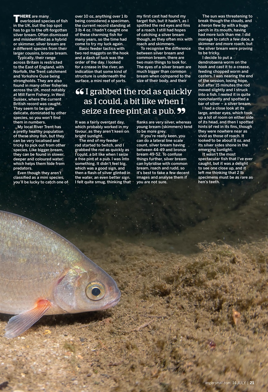 Anglers Mail Preview Pages