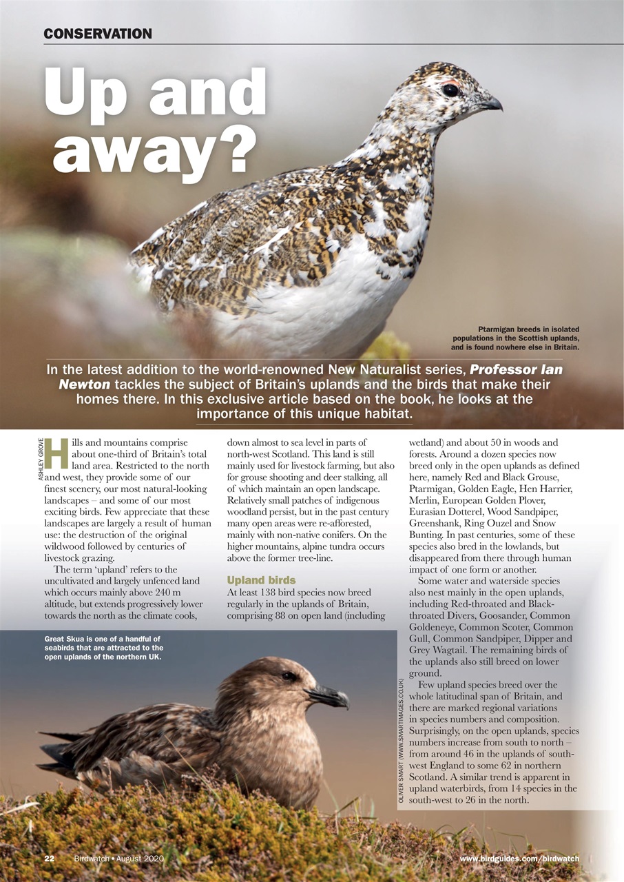 Birdwatch Magazine Preview Pages