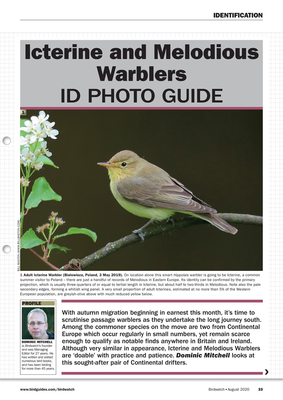Birdwatch Magazine Preview Pages