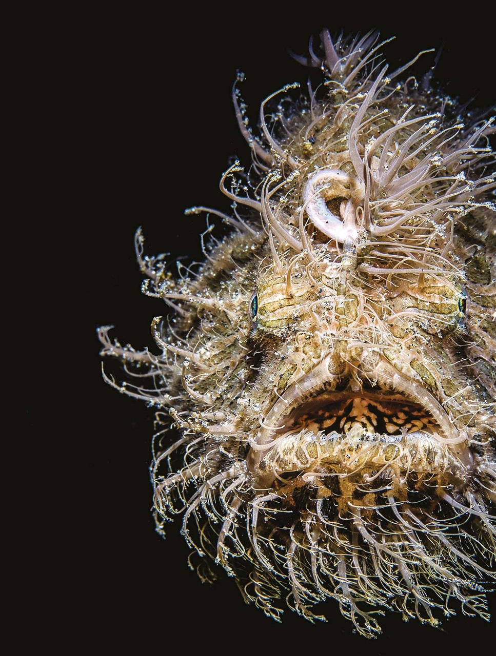 BBC Science Focus Magazine Preview Pages