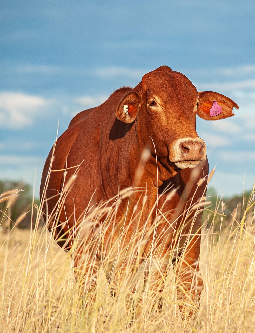 OUTBACK Magazine Preview Pages