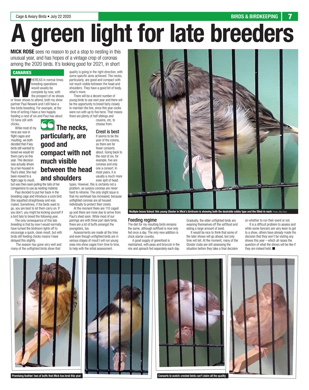 Cage & Aviary Birds Preview Pages