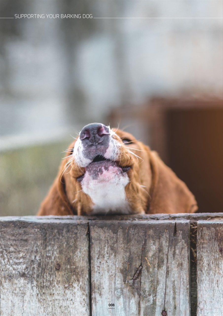 Edition Dog Preview Pages